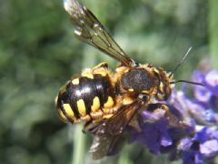 Apidae Megachilinae